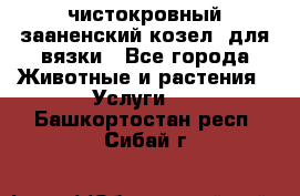 чистокровный зааненский козел  для вязки - Все города Животные и растения » Услуги   . Башкортостан респ.,Сибай г.